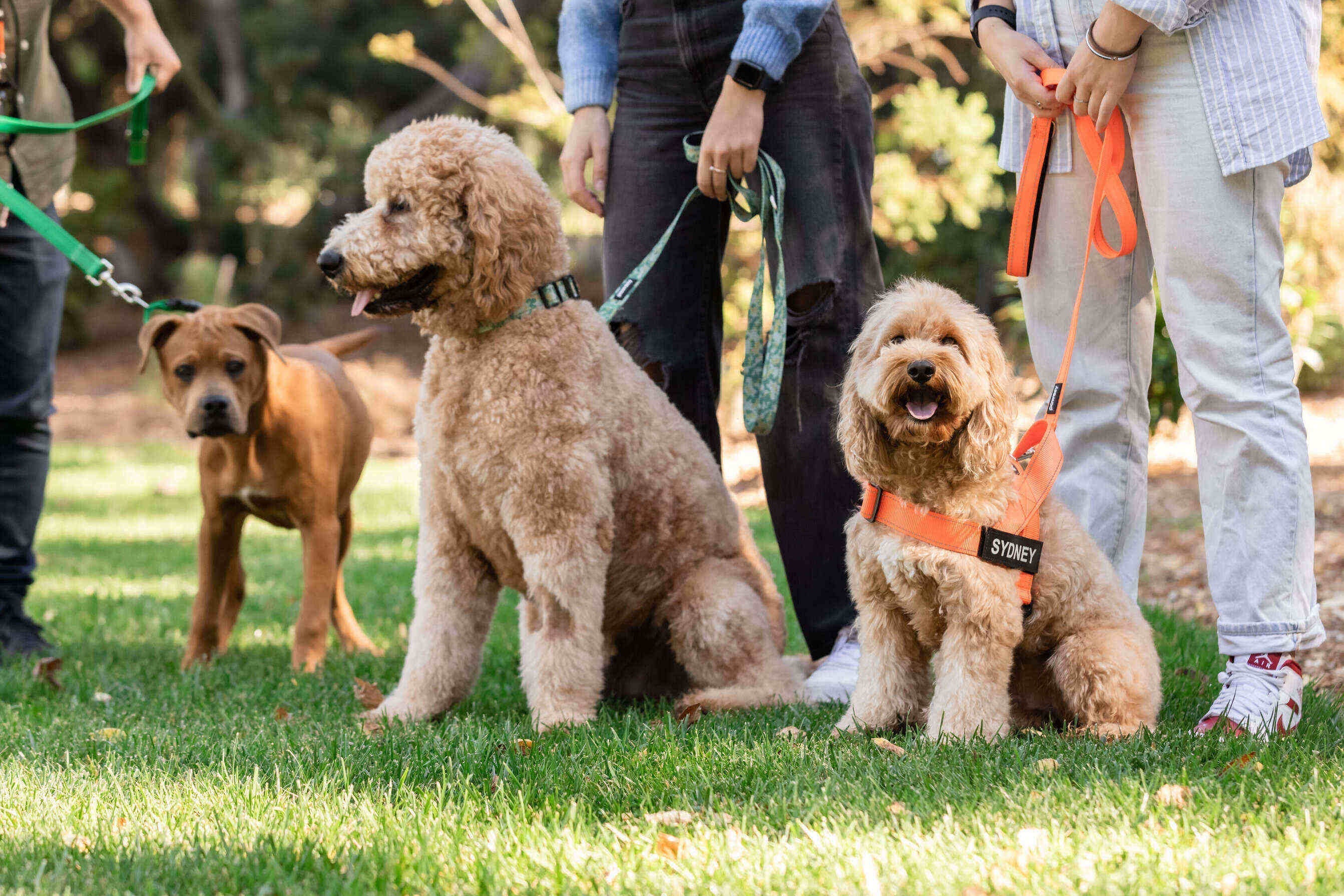 Experience the Best Dog-Friendly Walks in Australia This 2025