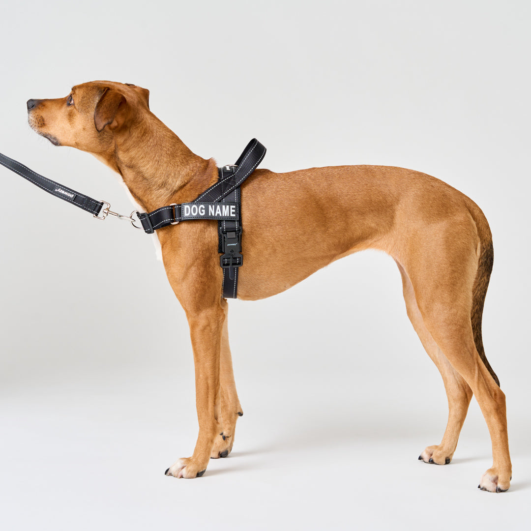 Dog Harness Online Store Products