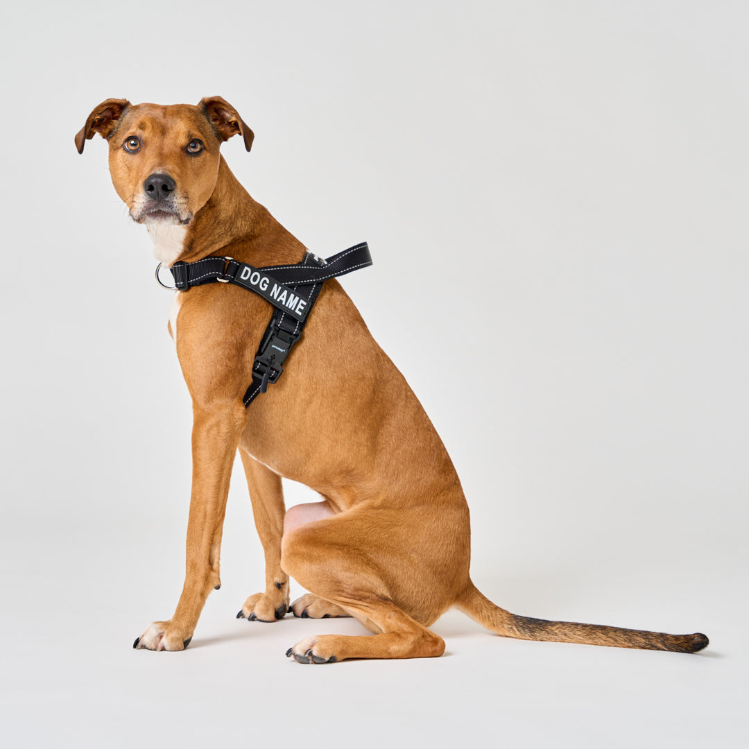 EasyFit No Pull Dog Harness