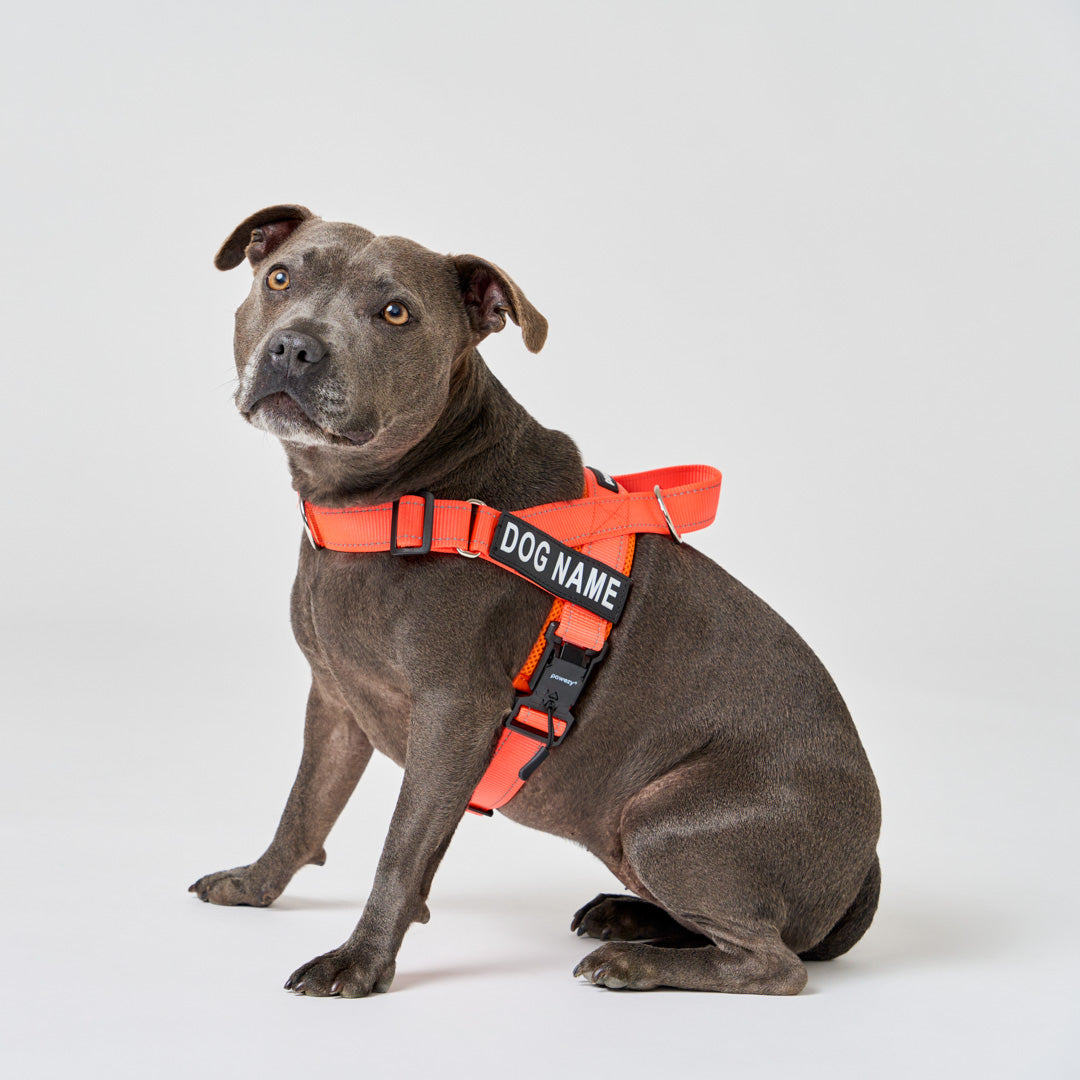 Dog body harness best sale